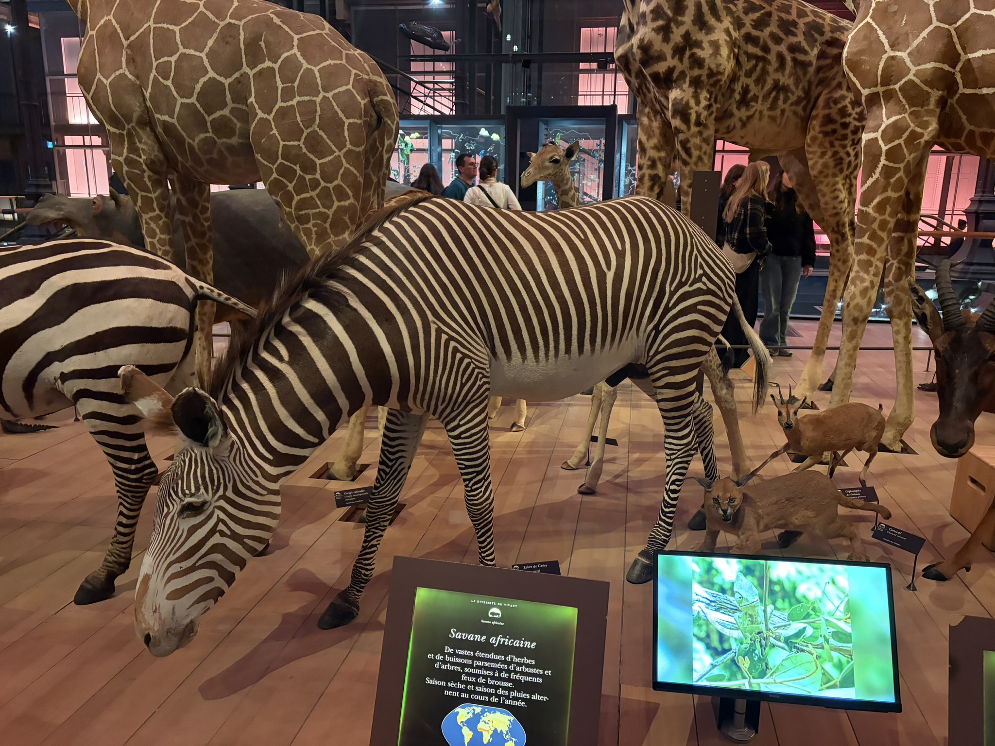 Gallery of Evolution