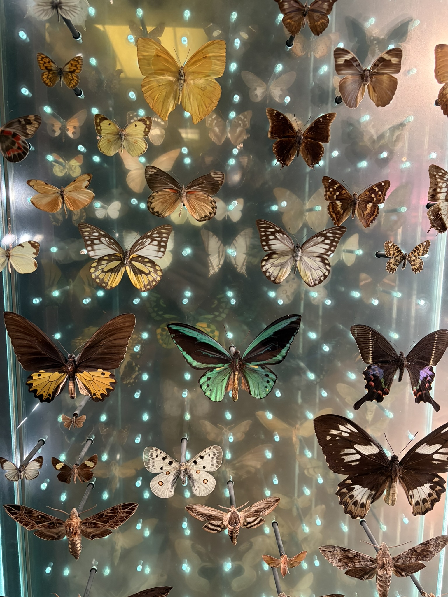 Butterflies at the Gallery of Evolution