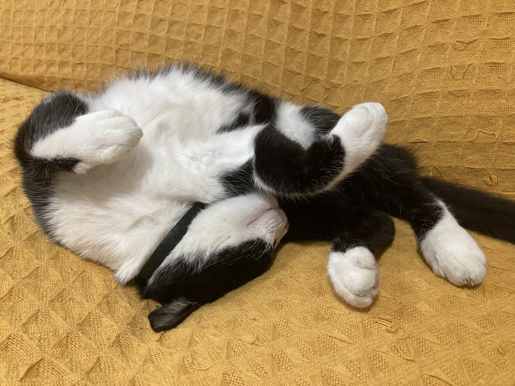 pic of cat