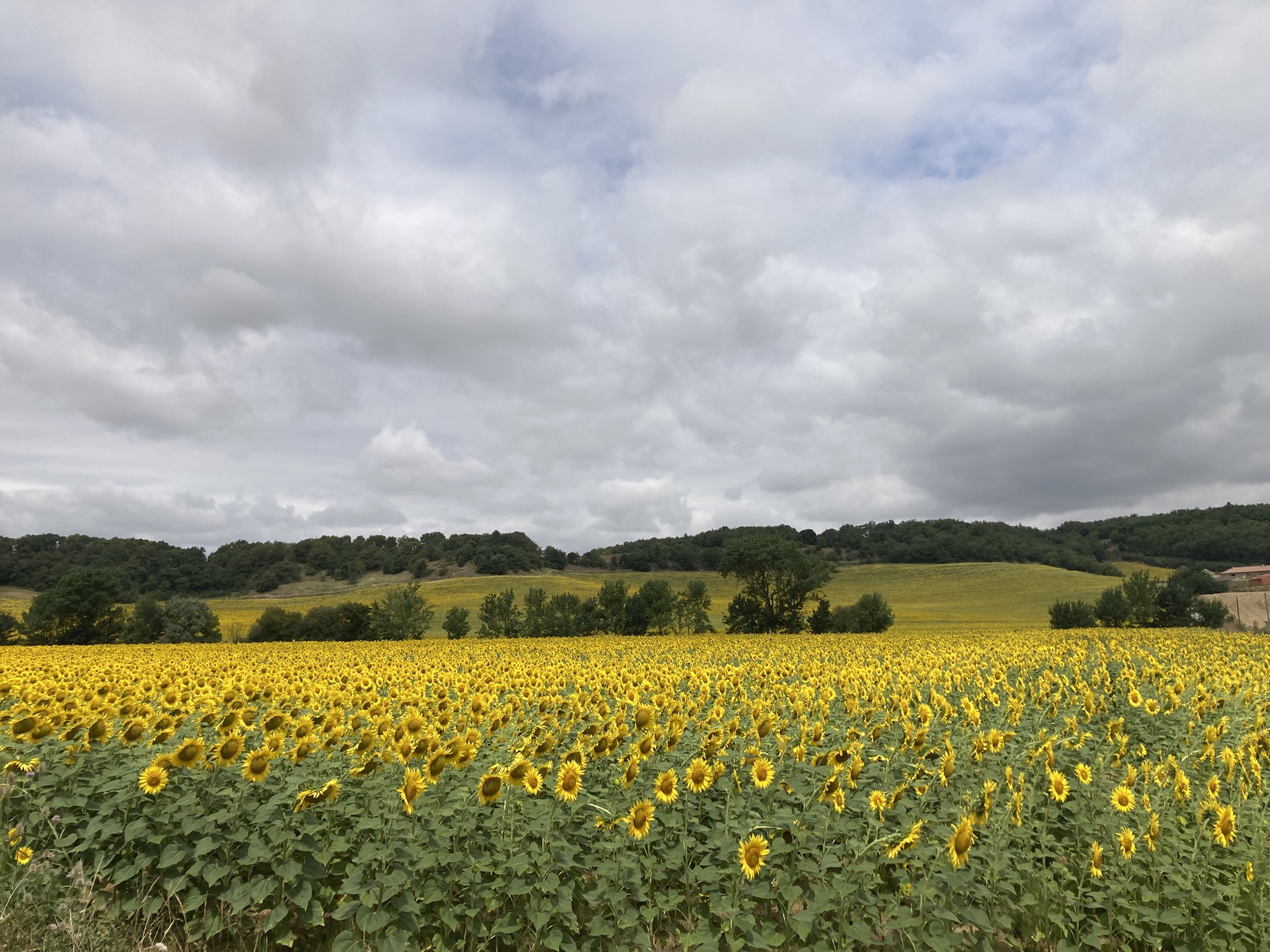 pic of sunflowers
