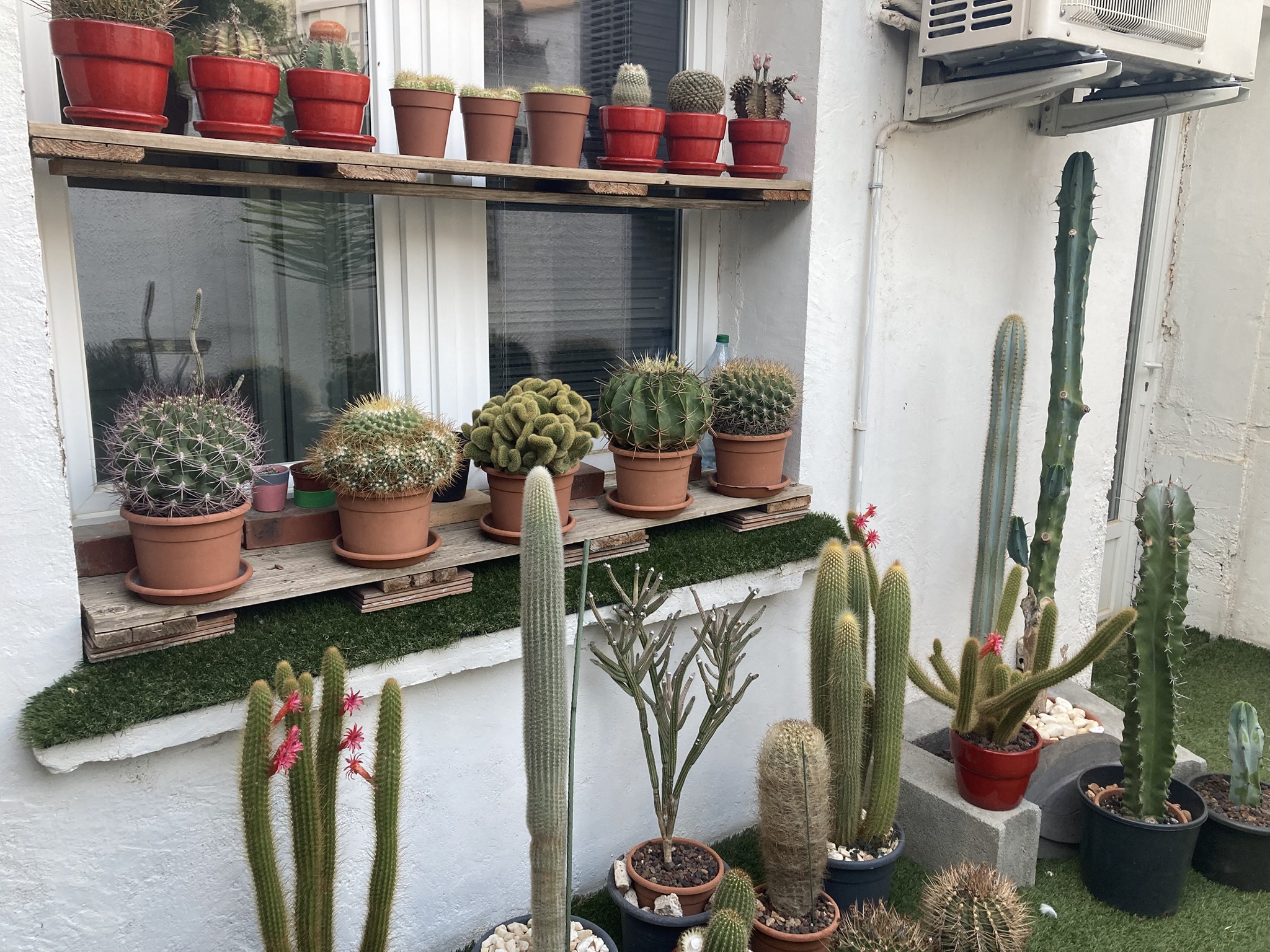 pic of plants